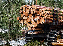 Forestry.jpg